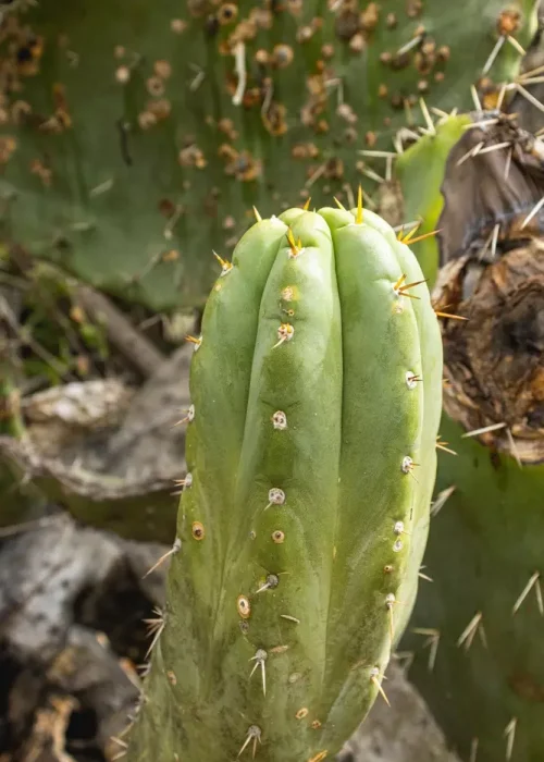 cactus de san pedro