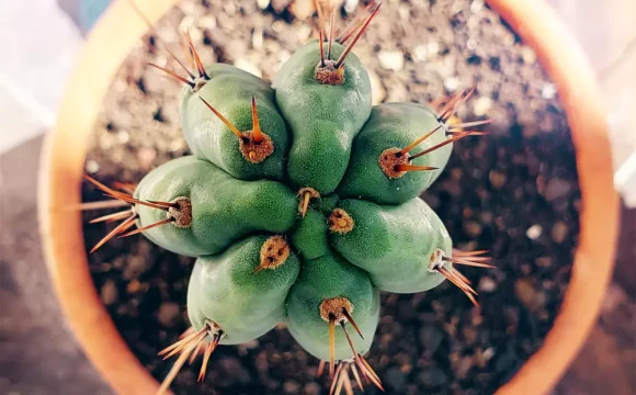 san pedro cactus